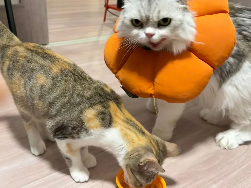 Two cats at home, one wearing an orange flower collar