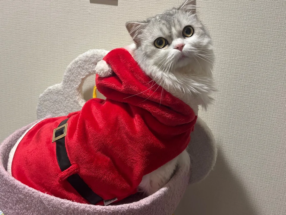 A long-haired cat in a Santa outfit